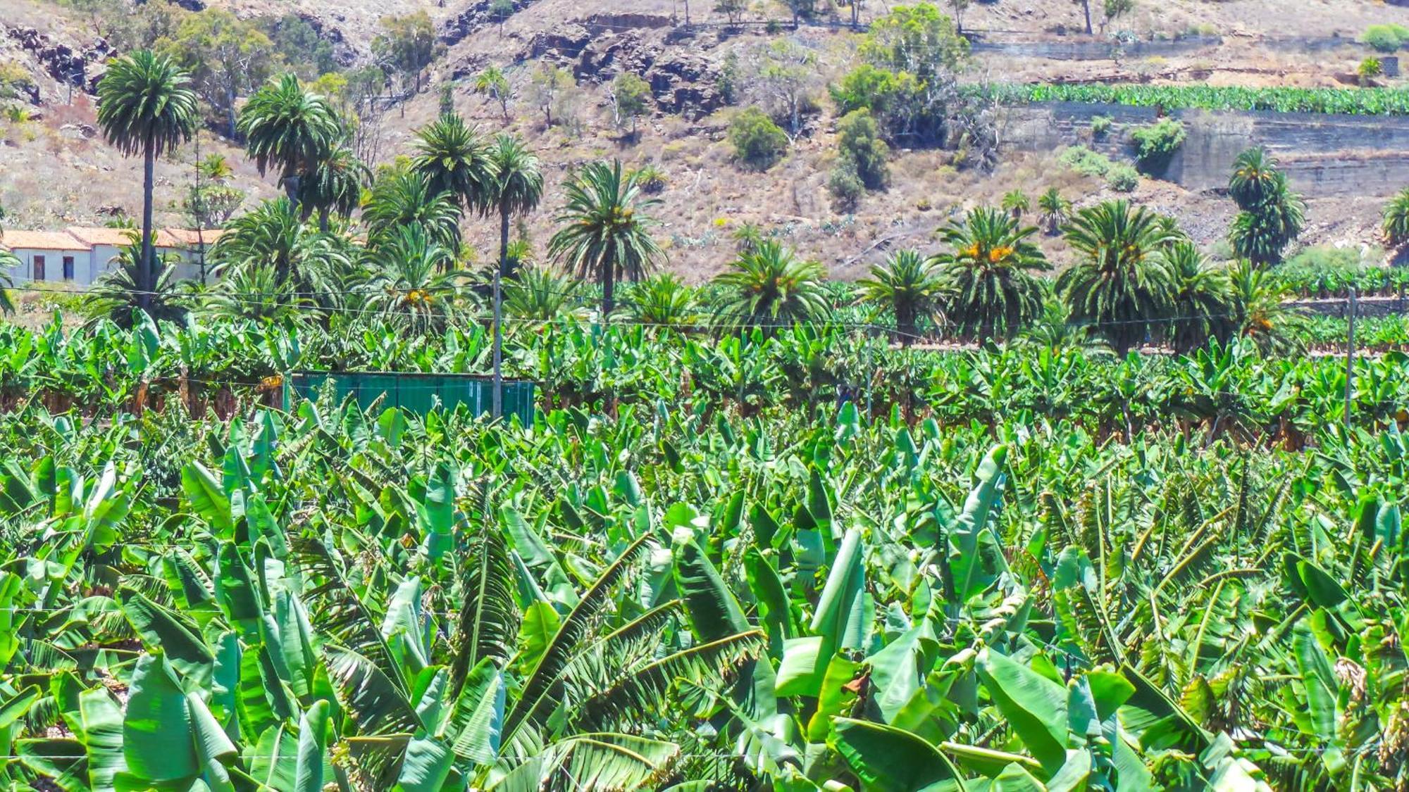 El Refugio Los Portales Arucas Eksteriør billede